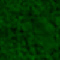 PalandorZone Texture / Tile