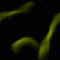 PalandorZone Texture / Tile