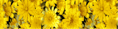PalandorZone - Holiday Graphic